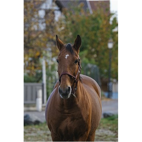 EQUITHEME "Spring" Nylonhalfter