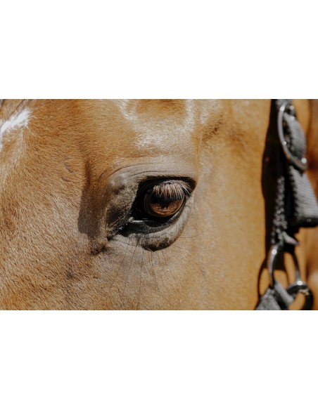 EQUITH?ME - Protector - Nylonhalfter